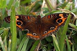 Junonia neildi mit schwarzen Fühlern