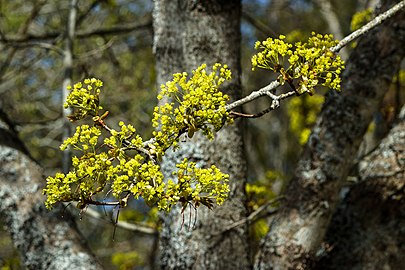 Maple flowers in Tuntorp