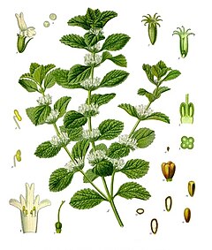 Marrubium vulgare - Köhler–s Medizinal-Pflanzen-224.jpg