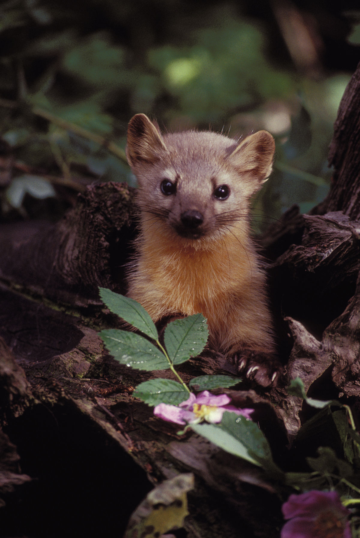 Fichtenmarder – Wikipedia