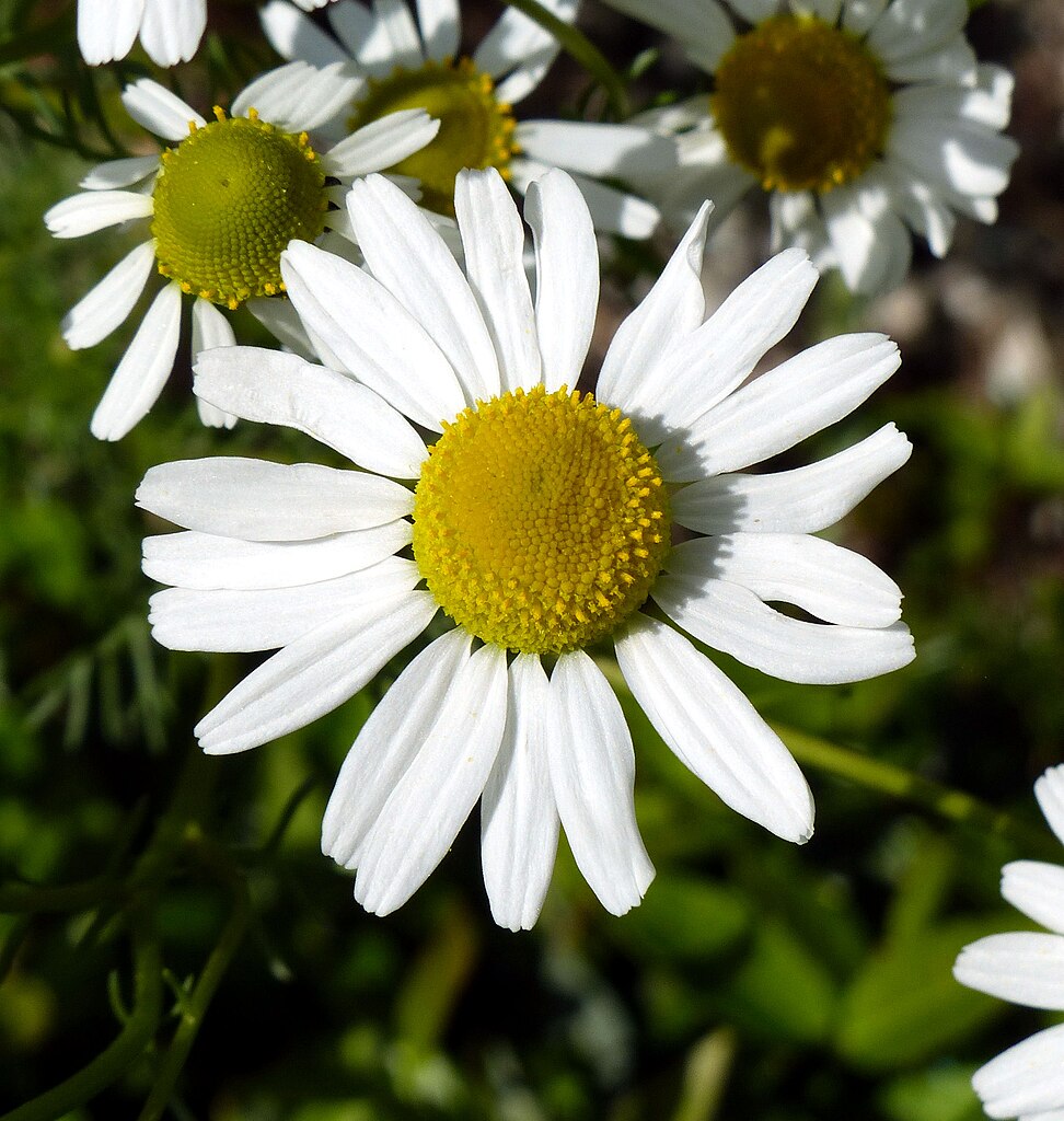 File:Matricaria chamomilla flower (20).jpg - Wikimedia Commons