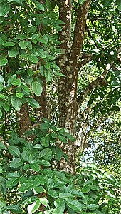 Mature Santol tree in the Philippines -- 2.jpg