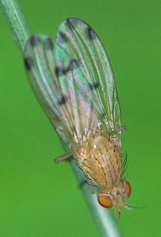 <i>Meiosimyza</i> Genus of flies