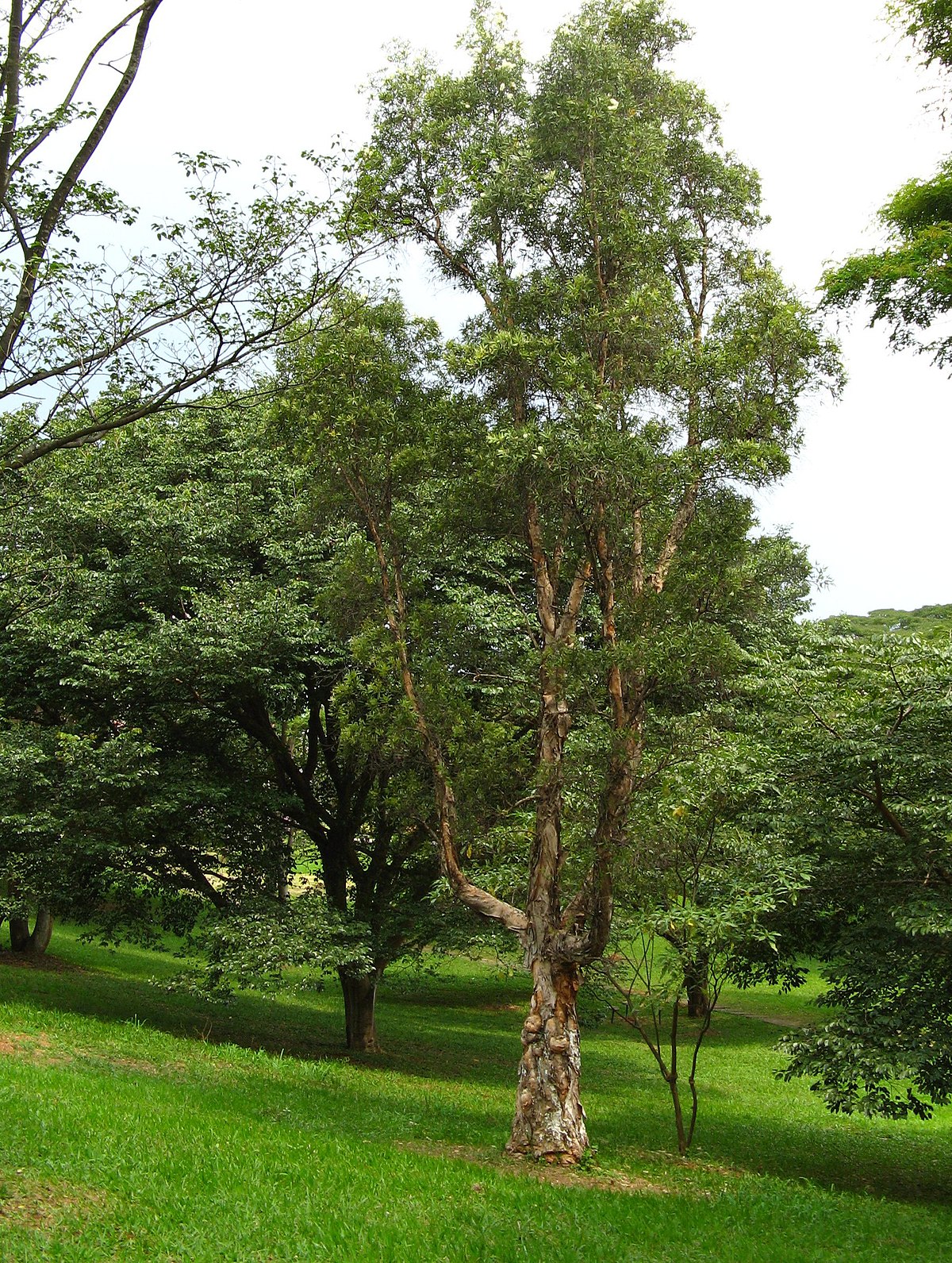 Le ravintsara, l'arbre aux bonnes feuilles