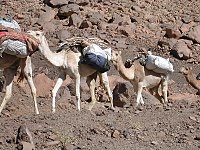 Lastdier: Dieren die door mensen worden gebruikt om lasten te dragen, vooral op ruw terrein