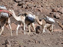 Dromedary caravan in Algeria Menare.jpg