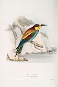 European bee-eater painted by John Gould - English ornithologist