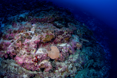 Mesophotic coral ecosystem in the Marshall Islands. Photo by Luiz A. Rocha. Mesophotic coral ecosystem.png