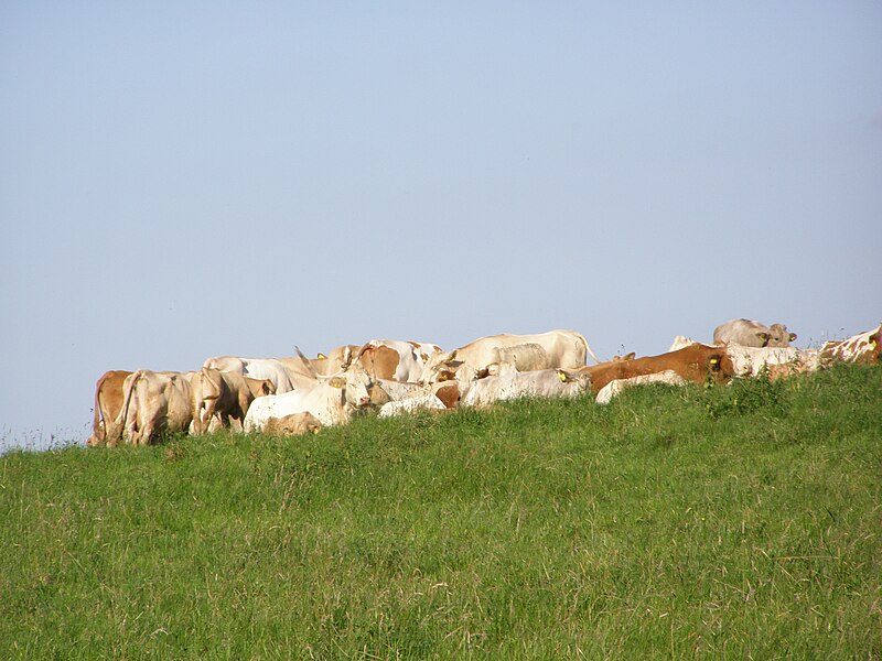 File:Metylovická pahorkatina, Na kopcu, krávy 01.jpg