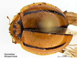 <i>Micraspis lineola</i> Species of beetle