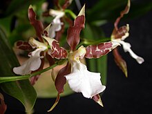 Miltonia cuneataThis is the hardest to grow among all Miltonia species, however, as all the others are very easy, this one is not really difficult. This is the one species that needs cooler conditions.