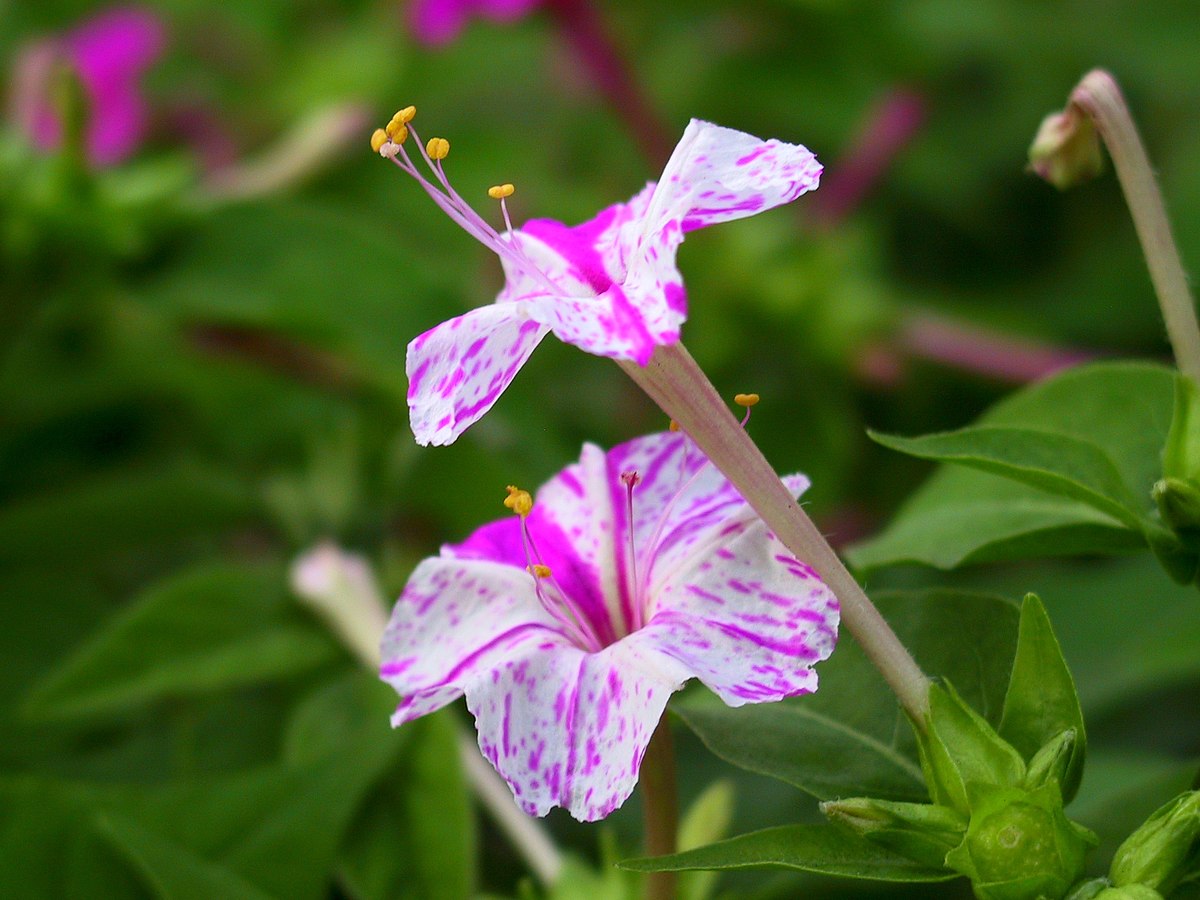 Ночная красавица Mirabilis Jalapa