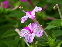 Mirabilis jalapa.jpg