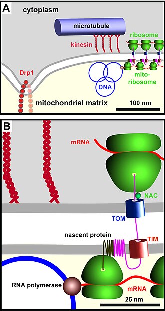 Simplified representation of the Mitochondrial DNA Organization proteins (top image). A close up of a single ribosome in coordination with the TOM complex on the outer Mitochondrial membrane and the TIM complex on the inner Mitochondrial membrane (bottom image). The nascent transmembrane protein is being fed into the mitochondrial membrane where its target peptide (not shown) gets cleaved. Mitochondrial dna organization cartoon.jpg