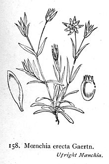 Moenchia erecta i01.jpg