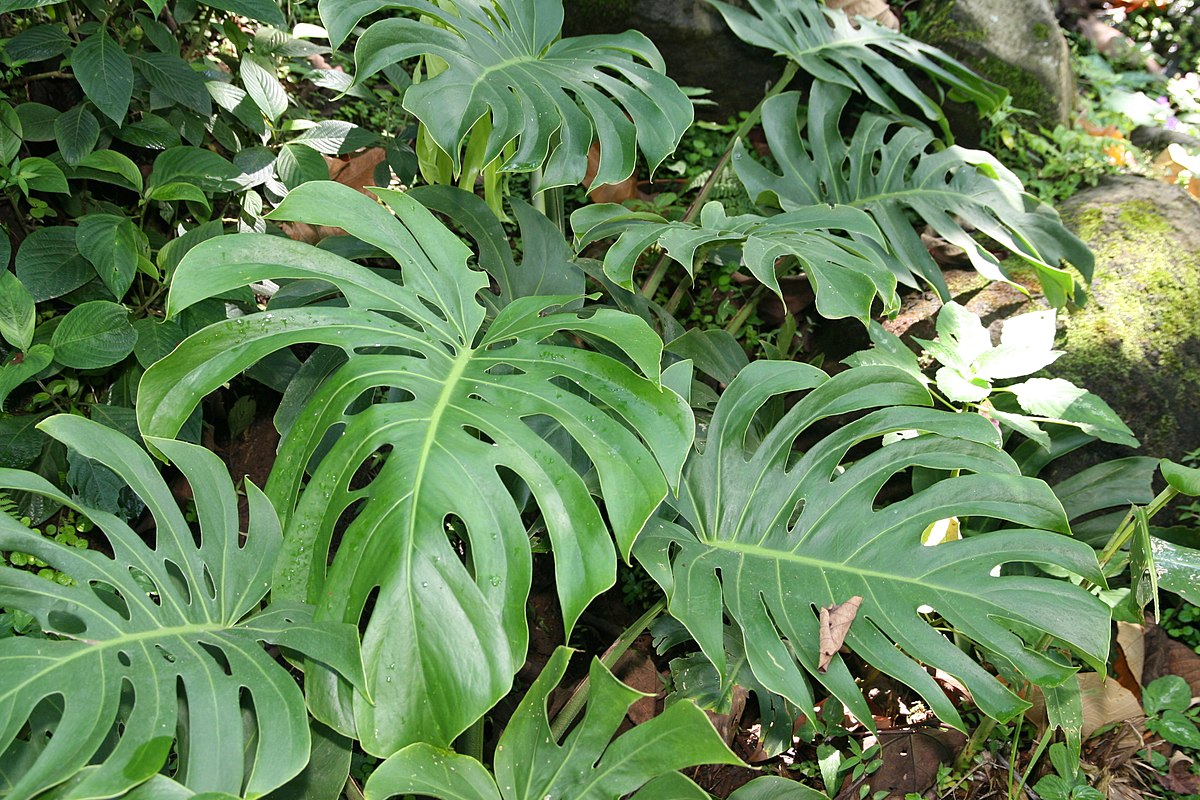 File Monstera Deliciosa 36zz Jpg Wikimedia Commons