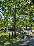 Thumbnail for File:Moon Tree in Keystone Heights Florida.jpg