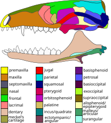 Digram of the skull of Morganucodon, with bones labelled Morganucodon skull.svg