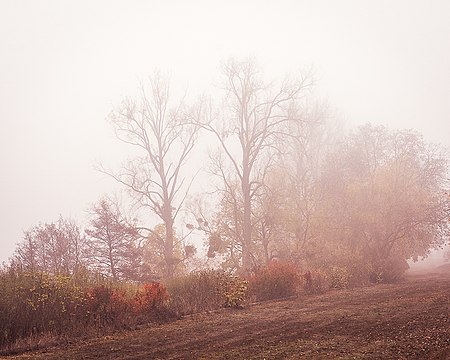 Morgennebel in der Wagbachniederung