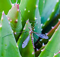 * Nomination: Mosquito (Tipula maxima), mill garden, Sierra of Saint Philip, Setubal, Portugal --Poco a poco 07:27, 28 July 2012 (UTC) * * Review needed