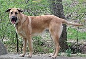 Mountan Laurel Ajax the Chinook dog.jpg