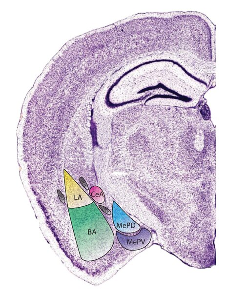 File:Mouse Amygdala.pdf