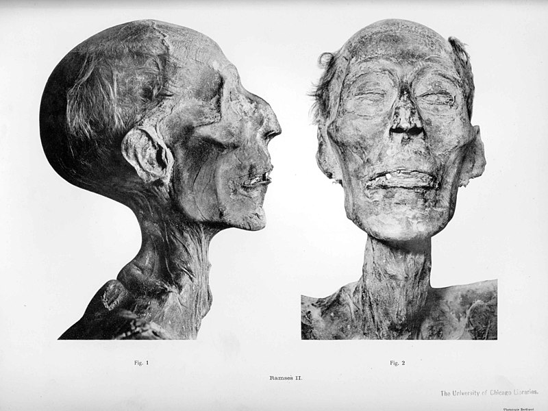 File:Mummy of Ramesses II - 02.JPG