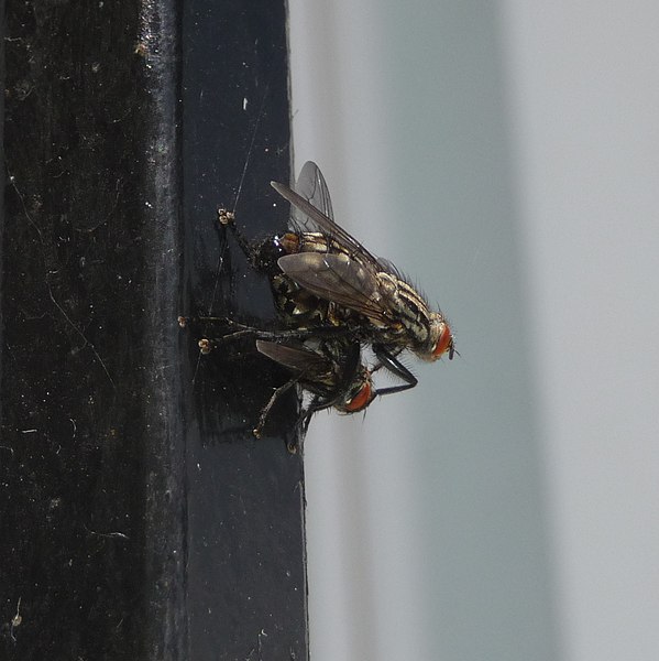 File:Musca domestica mating, Brno (2).jpg