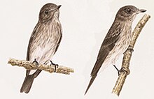 Muscicapa sodhii.jpg