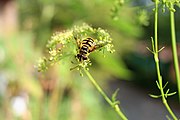 パセリの花とアブ