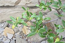 Myoporum insulare R.Br. (AM AK348750-2).jpg