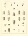 Myriapoda of North America 1865 plate II.jpg