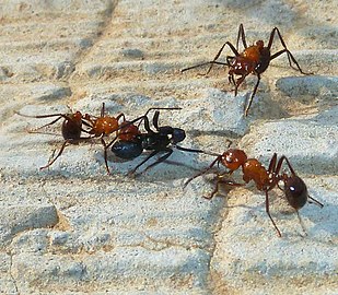 Workers with ant prey