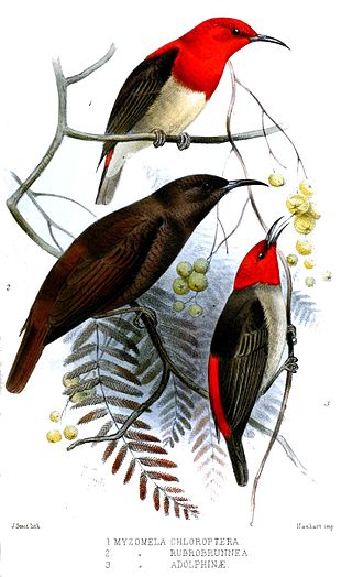 <span class="mw-page-title-main">Biak myzomela</span> Species of bird