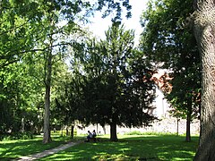 the yew tree in the old cemetery