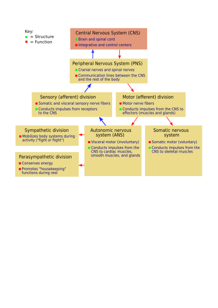 File:NSdiagram unpathed.svg