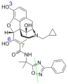 Minor metabolites: blue are glucuronidation sites, brown is the hydroxylation site, and green the cleavage site