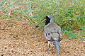 Namaqua Dove (Oena capensis) male (17145785999).jpg