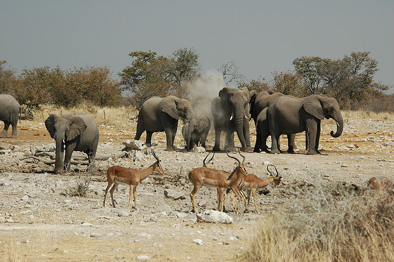 File:Namibie Etosha Elephant 02.JPG