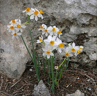 <i>Narcissus tazetta</i> Species of daffodil