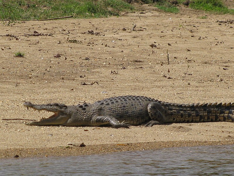 File:Native crocodile.jpg