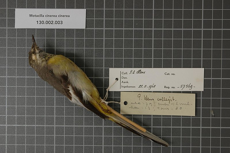 File:Naturalis Biodiversity Center - RMNH.AVES.57569 2 - Motacilla cinerea cinerea Tunstall, 1771 - Motacillidae - bird skin specimen.jpeg