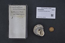 Naturalis bioxilma-xillik markazi - RMNH.MOL.160348 - Tropidophora articulata Gray - Pomatiidae - Mollusc shell.jpeg