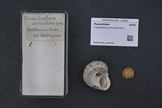 <i>Tropidophora articulata</i> Species of gastropod