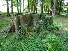 Seven-trunk beech