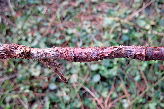 Description de l'image Nectria galligena rouge.jpg.