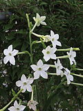 Nicotiana alata - Scott Zona 004.jpg