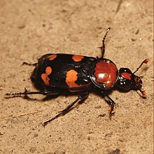 Nicrophorus americanus, American Burying Beetle (female) -- walking.jpg