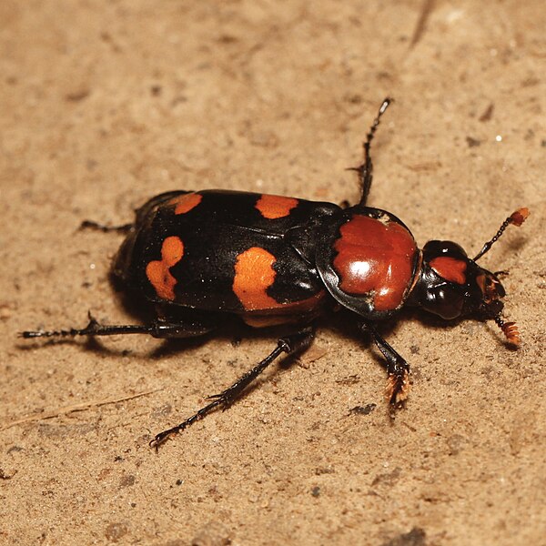 File:Nicrophorus americanus, American Burying Beetle (female) — walking.jpg