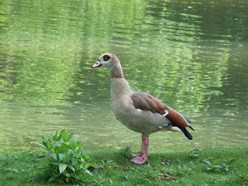 File:Nilgans (Alopochen aegyptiacus) in Düsseldorf-Kalkum - DSCF0177.jpg